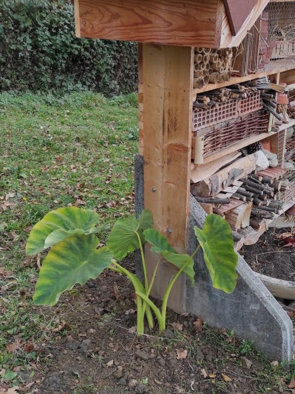 Atelier plantation Iris et Tressis médiéval 13/11/2021 Vourey
