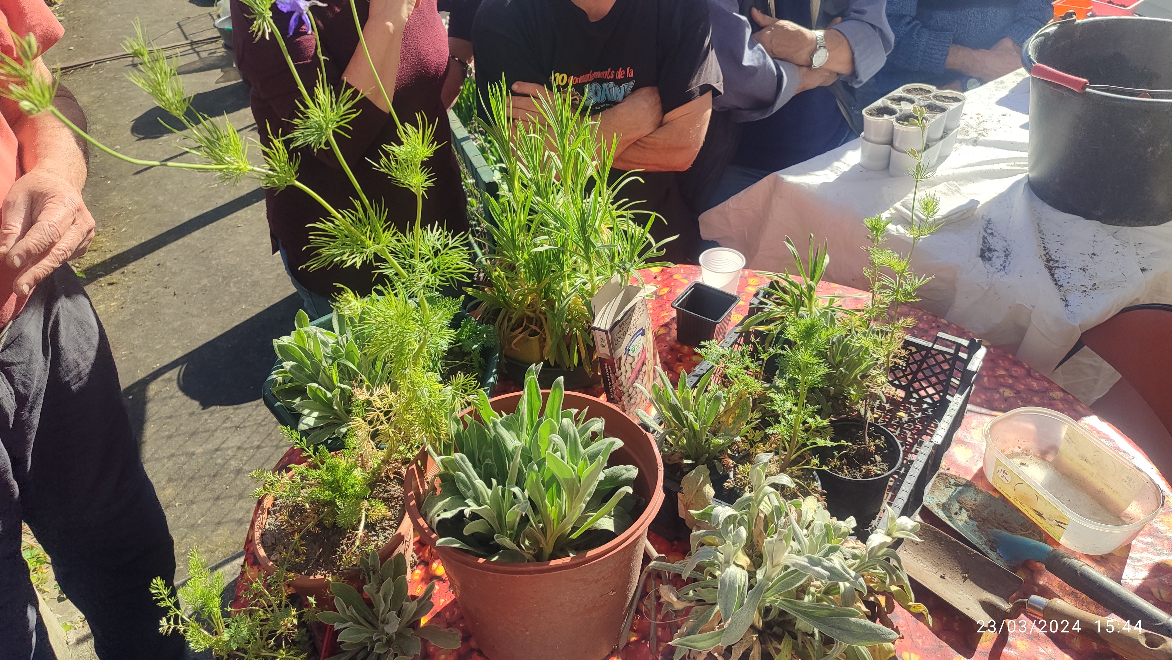oeillets, coquelourdes, pavots.... dons de Paul