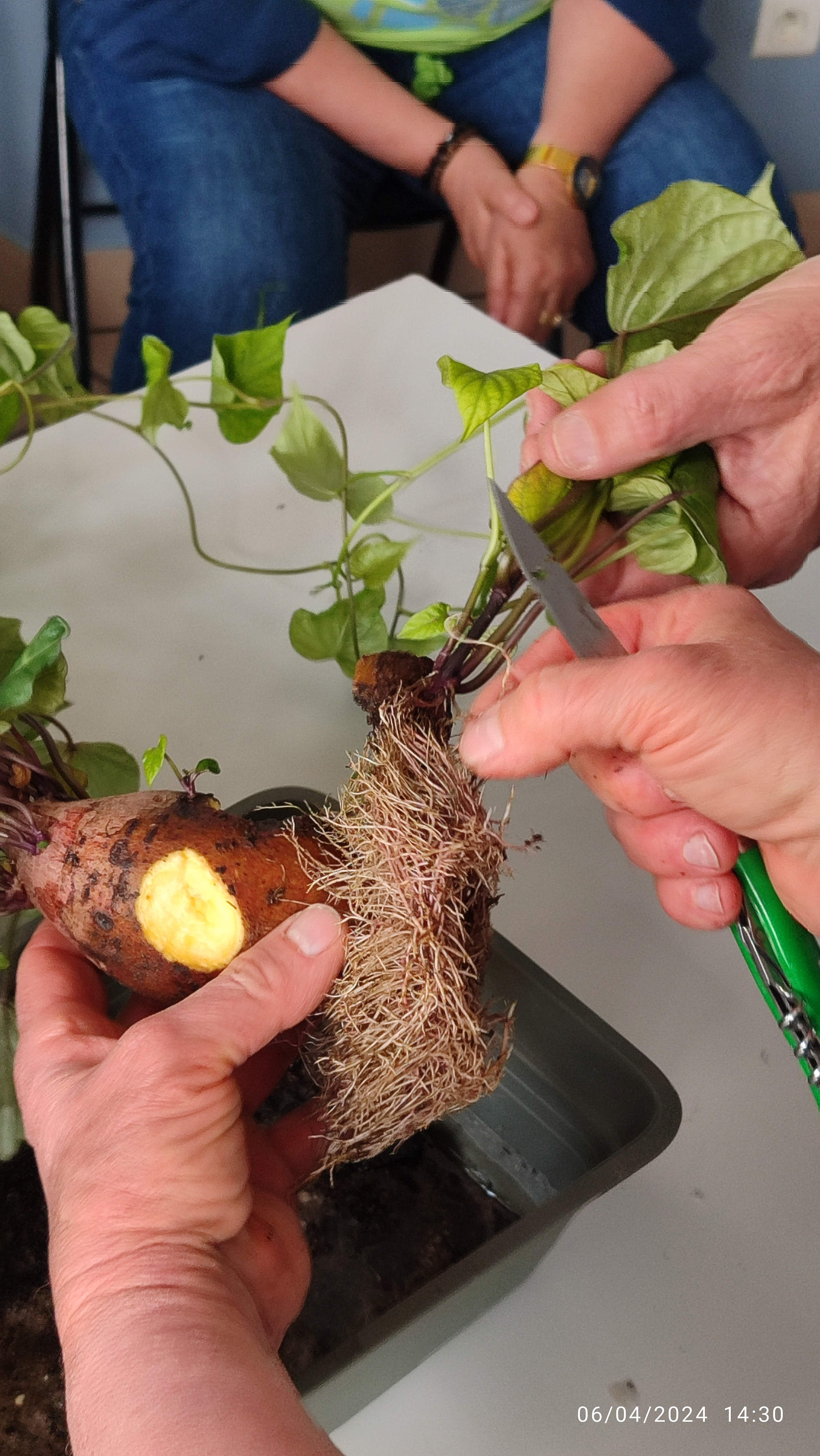 Patate douce qui a fait des racine dans l'eau
