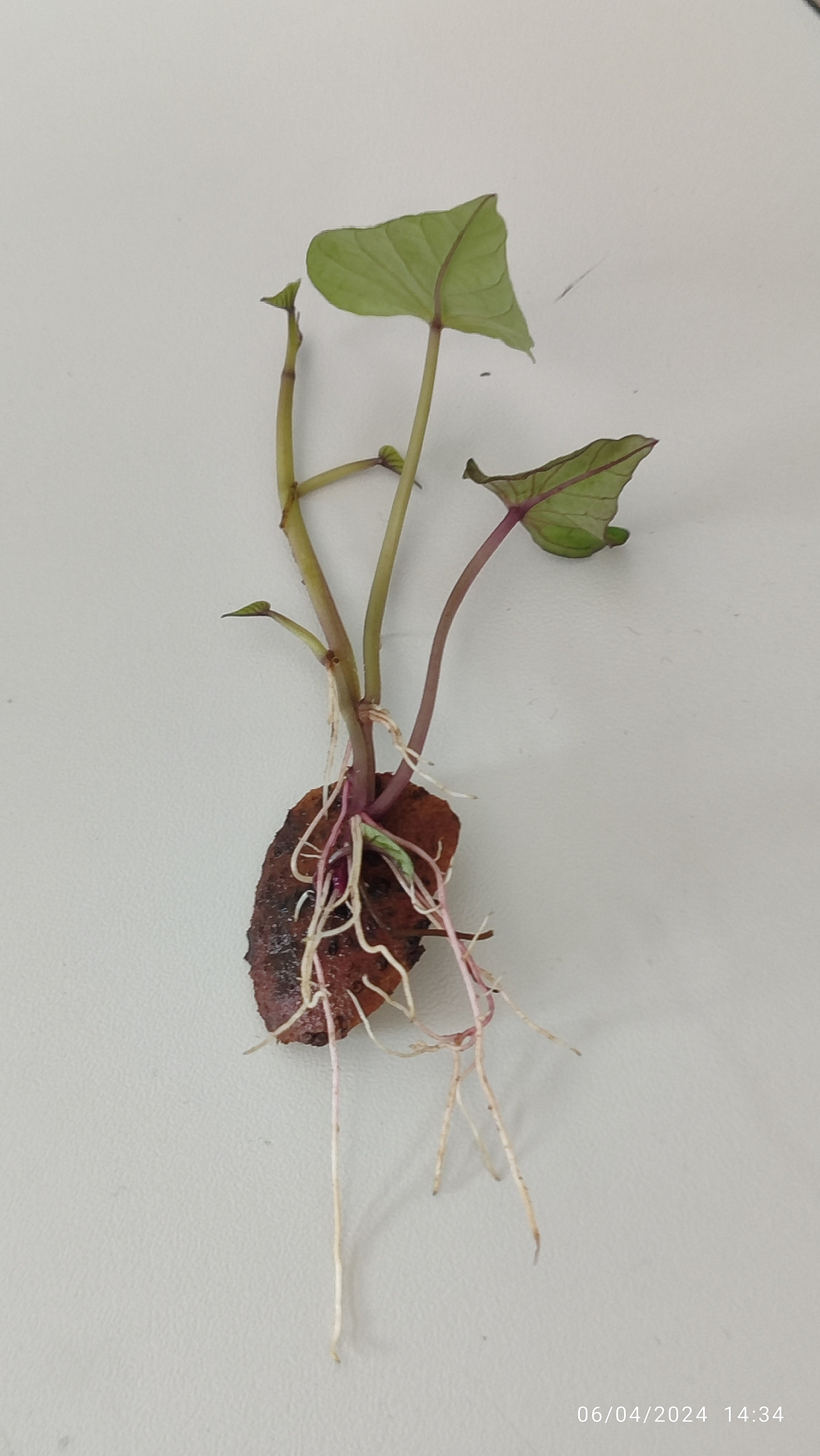Un morceau de patate douce qui a fait des racine. C'est ce morceau qui sera bouturer