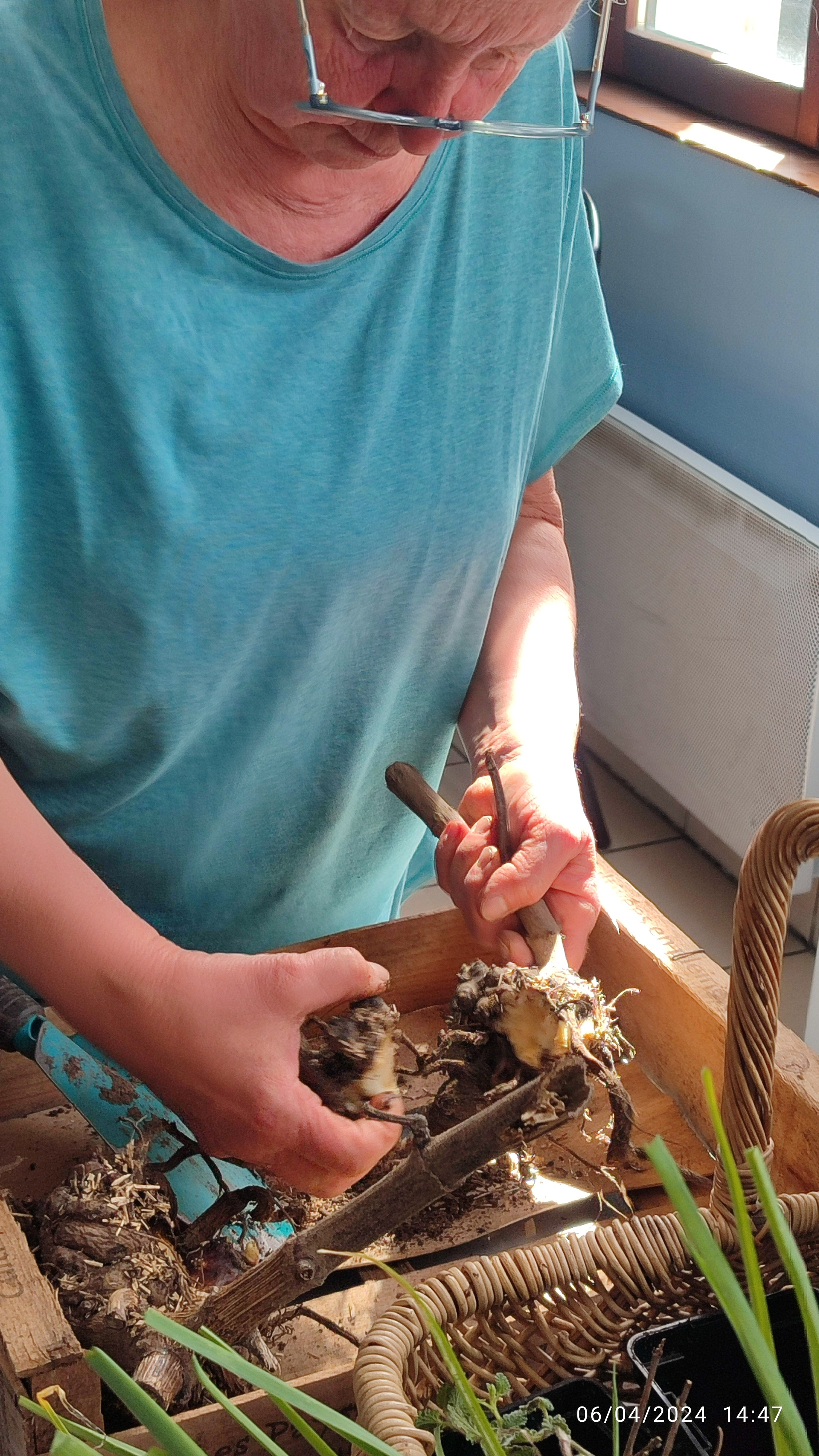 Joèle divise les poire de terre pour les distribuer