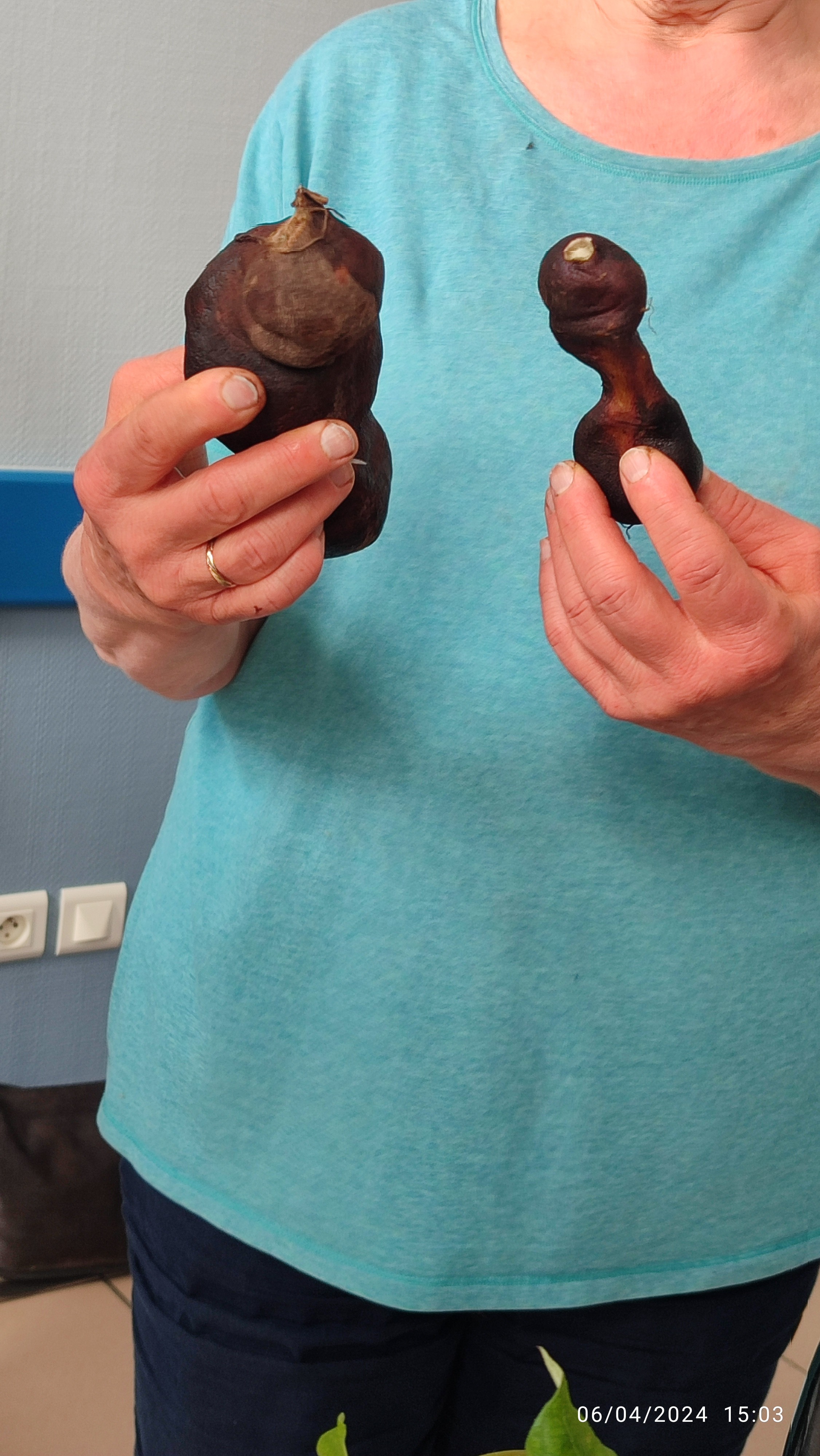 2 poires de terre