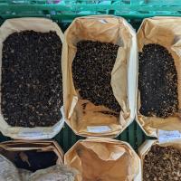 Des graines pour semis de fleurs préparées par Paul