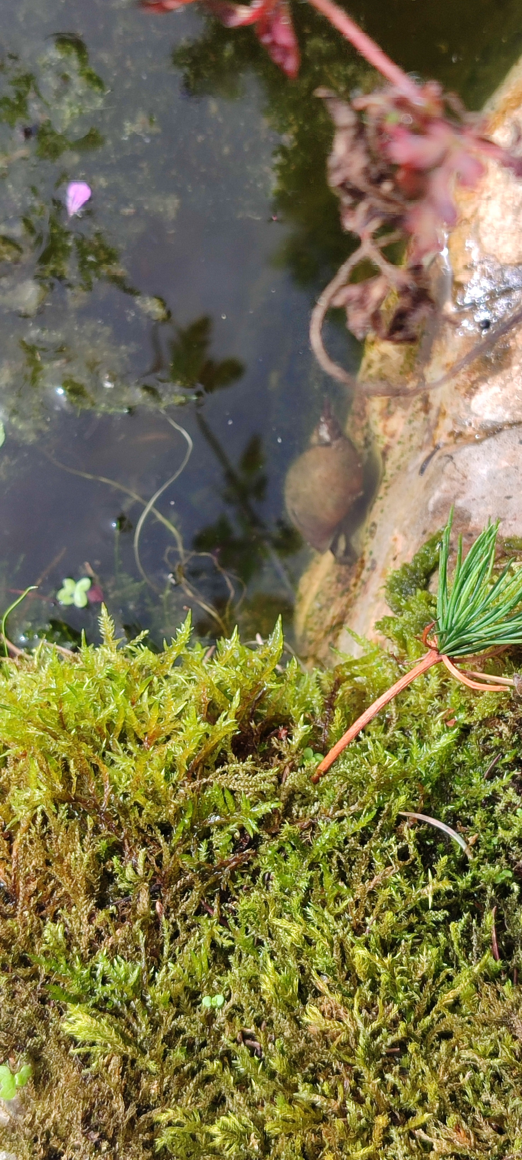 La grande limnée des eaux stagnantes , escargot nettoyeur