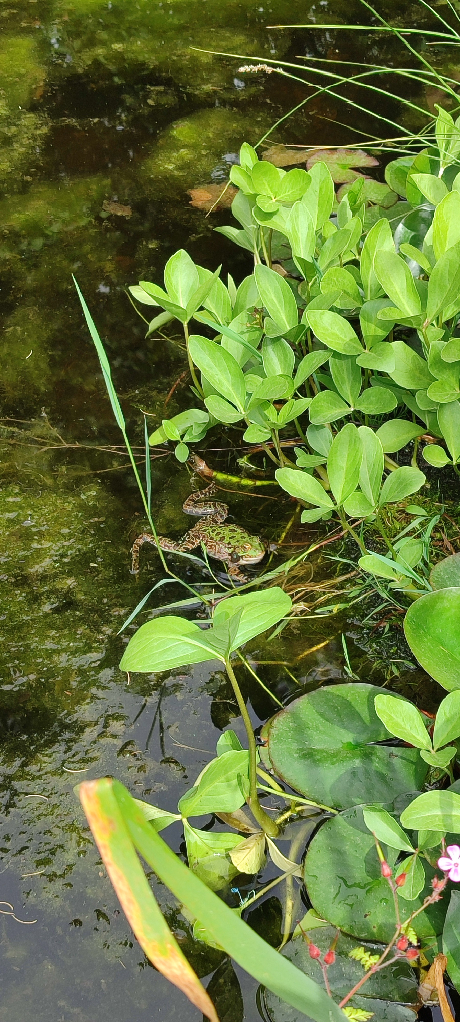 Coassement des grenouilles pas craintives