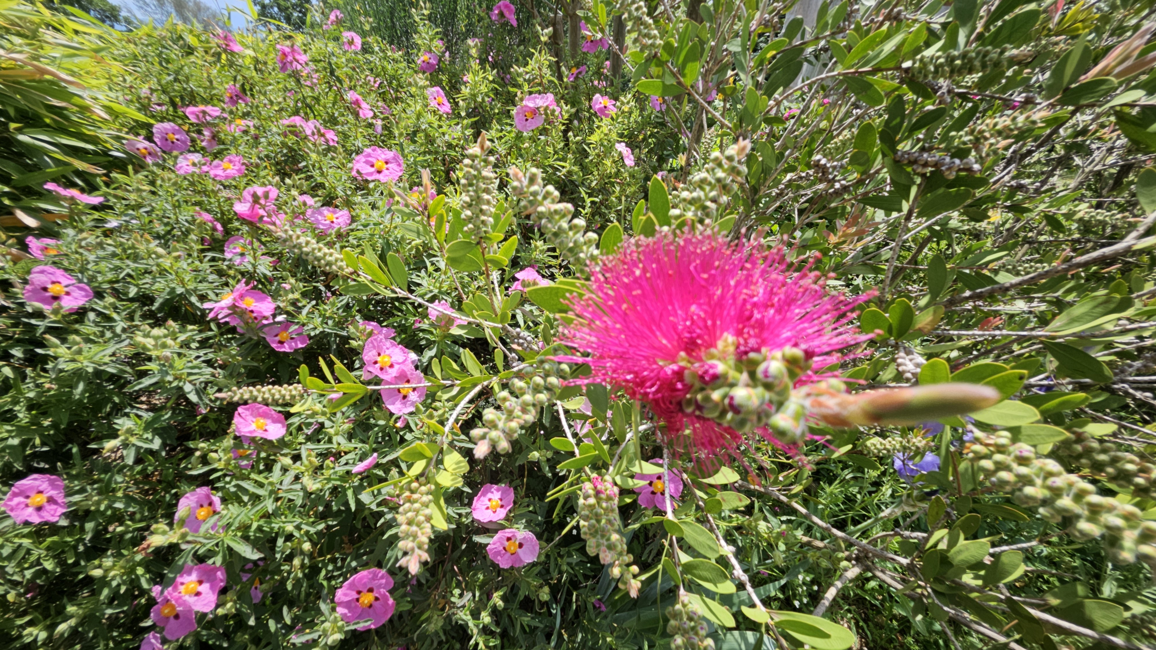 JardinZen