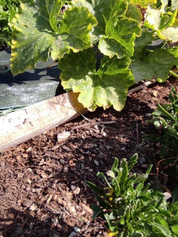 Analyse terre de jardin chez Daniel 25/09/2021