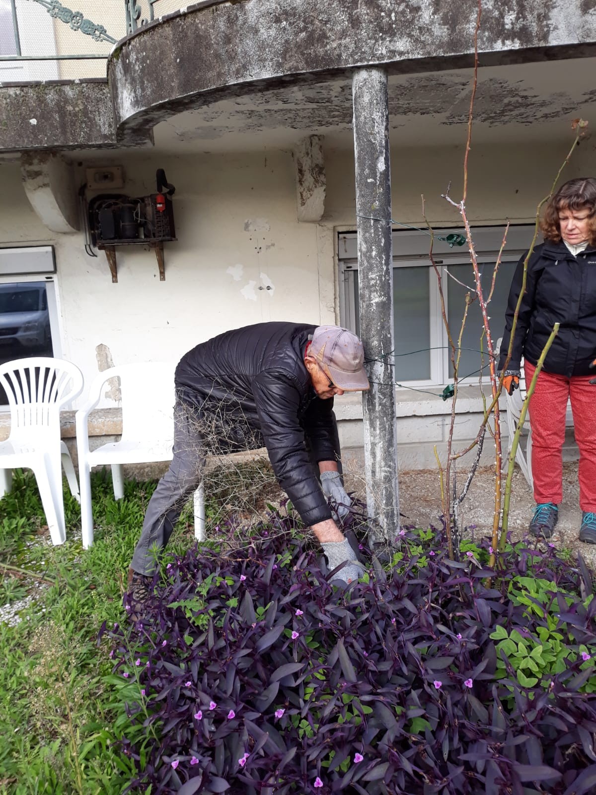 Paul désherbant une magnifique Tradescantia cultivée en extérieur (misère)