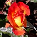 Img 20240511 wa0003