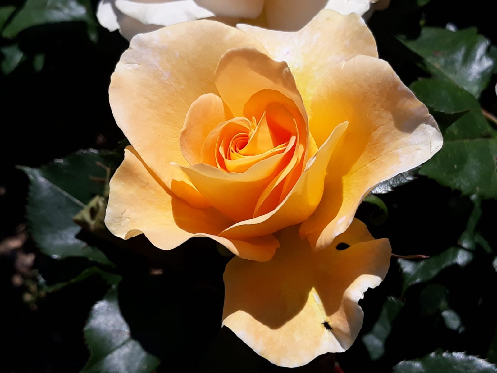 Img 20240511 wa0009