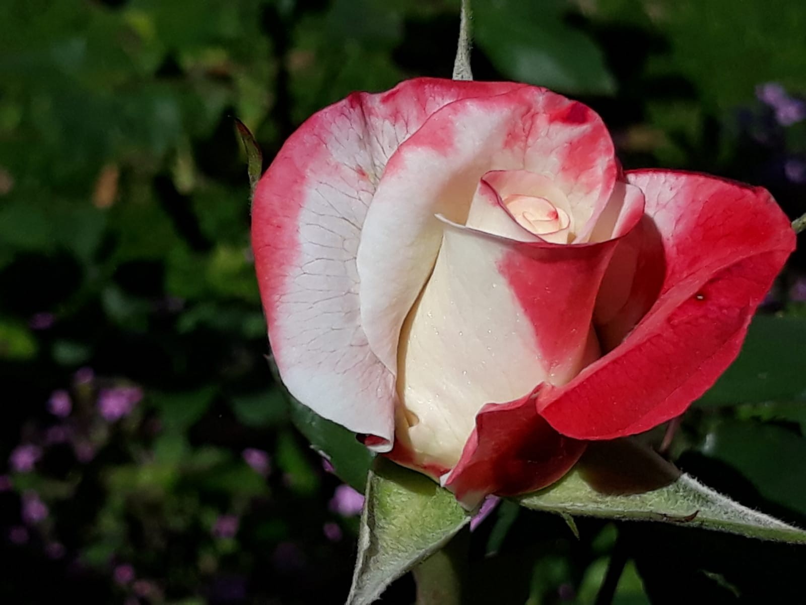Img 20240511 wa0014