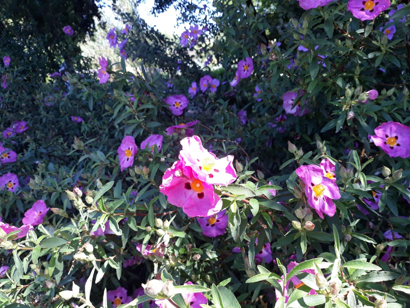 Img 20240511 wa0033