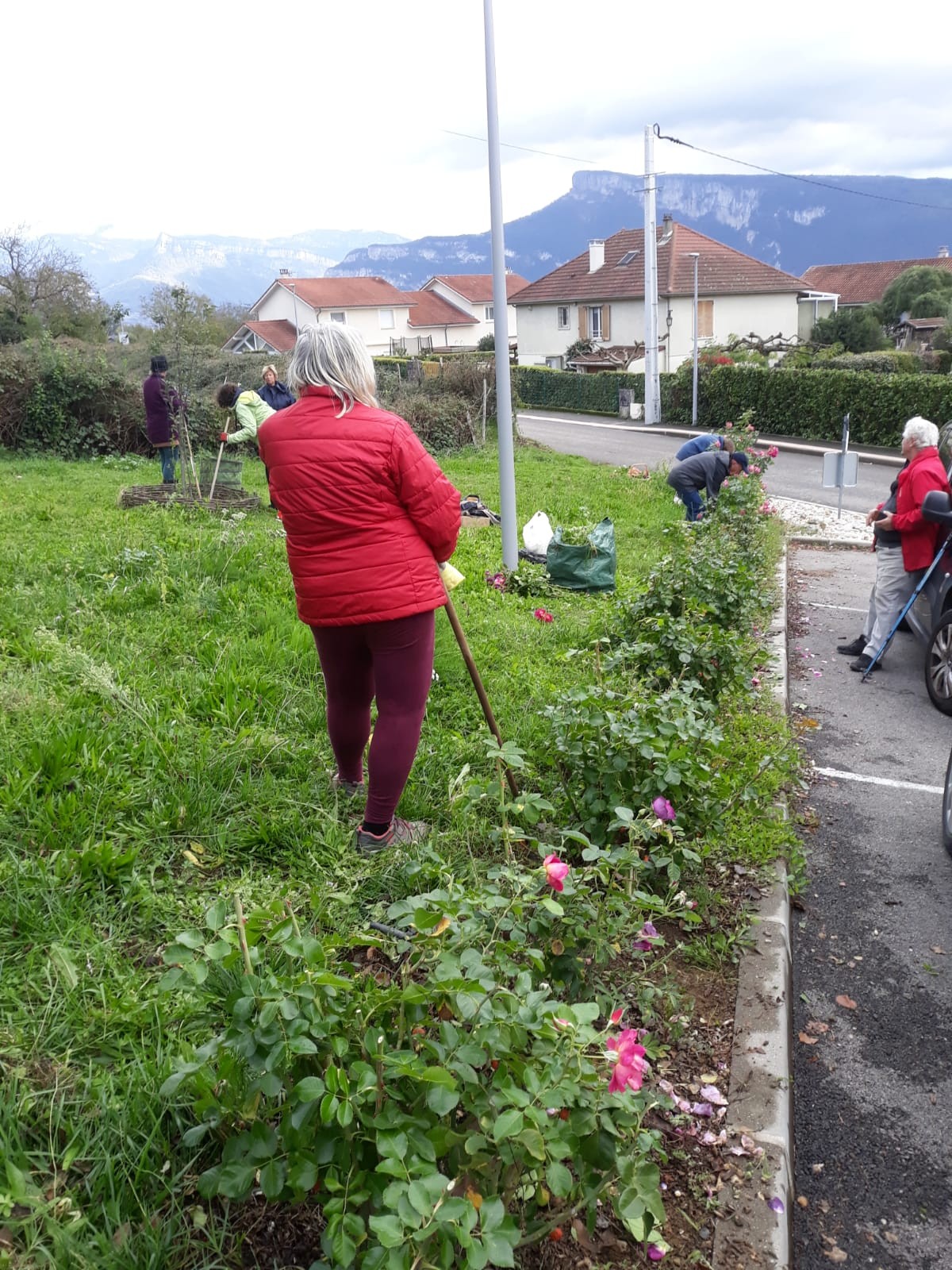 Le jardin de robert taille rosiers et plantation de bulbes de printemps11