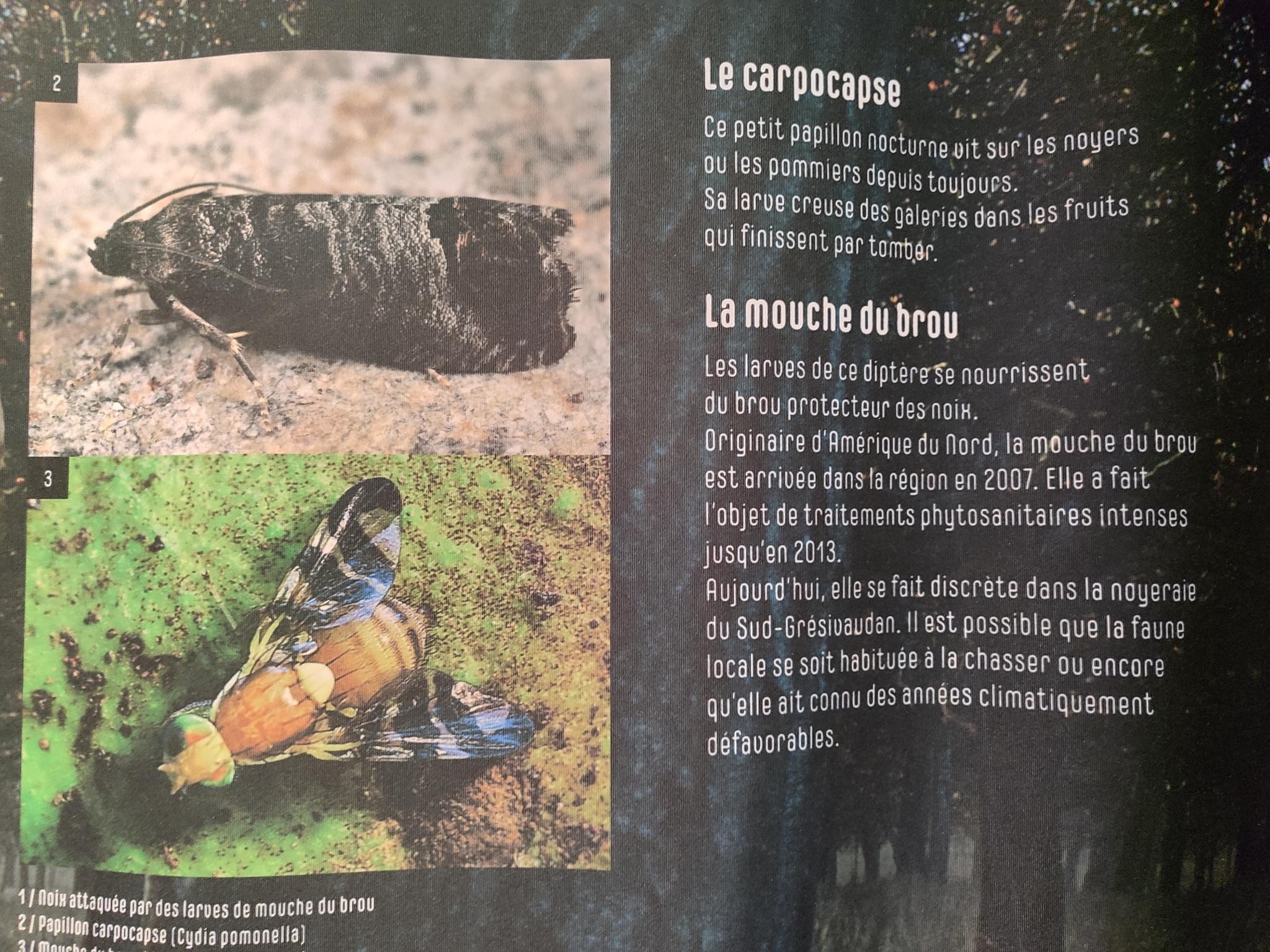 Les ravageurs des noyers