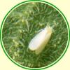 Aleurodes