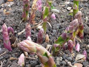Asperge