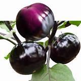 Aubergine1