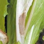 Botrytis