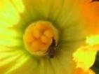Courgette 1