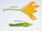 Courgette 3