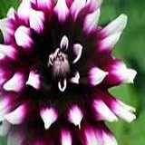 Dahlia 1a