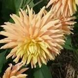 Dahlia 2a
