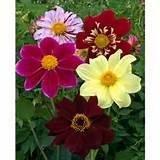 Dahlia 3a