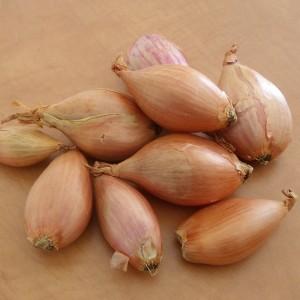 Echalotte germor