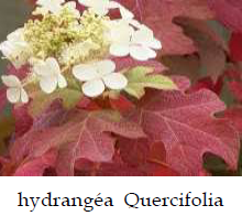 Hydrangea 1