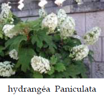 Hydrangea 2