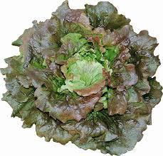Laitue Grenobloise