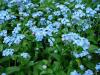 Myosotis