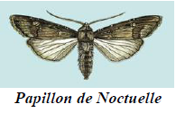 Noctuelle 1