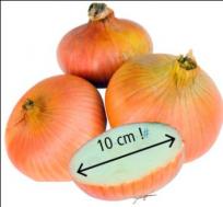 Oignoncledor
