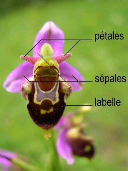 Orchidee 1