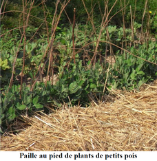 Paillis 1