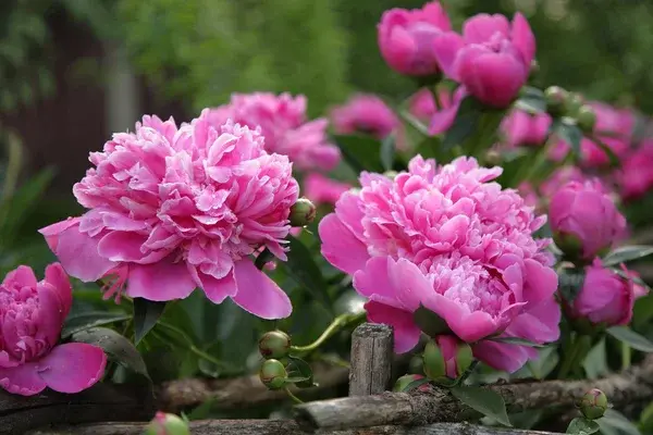 Pivoines 1