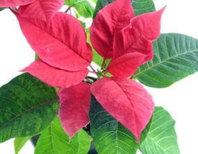 Poinsettia