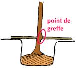 Pommiers 3