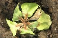 Sclerotiniose