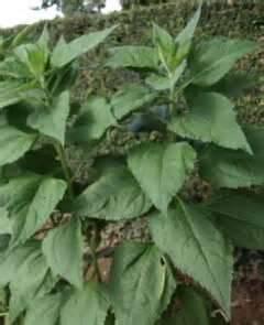 Topinambour1