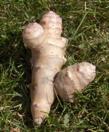 Topinambour5